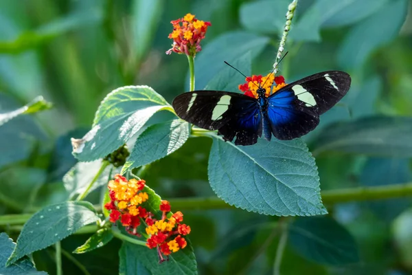 Sara Longwing Heliconius Sara Species Neotropical Heliconiid Butterfly Perched Flower — Stock Photo, Image