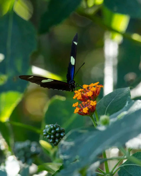 Sara Longwing Heliconius Sara Species Neotropical Heliconiid Butterfly Perched Flower — Stock Photo, Image