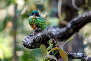 Bir Rufous-tail Jacamar, Ariramba 'nın Cerrrado Biome ormanındaki bir ağaca tünediğini de bilir. Species Galbula ruficauda. Kuş sever. Kuş gözlemciliği. Kuşçuluk. Hayvan Dünyası.