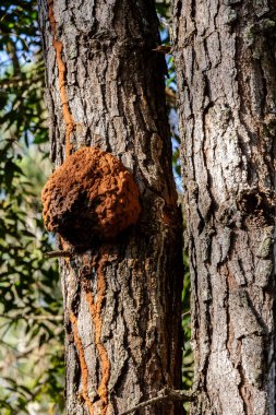 Brezilya 'nın orta batısındaki savanda bir ağacın tepesinde termit tepecikleri var. Termitler sosyal olarak organize edilmiş böceklerdir. Eklembacaklı. Hayvan hayatı. Doğa.