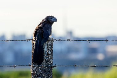 Pürüzsüz gagalı Ani, Anu 'nun kenti gözetlediğini de biliyor. Specie Crotophaga ani. Kuş gözlemciliği. Hayvanlar Dünyası. Kuş sever..