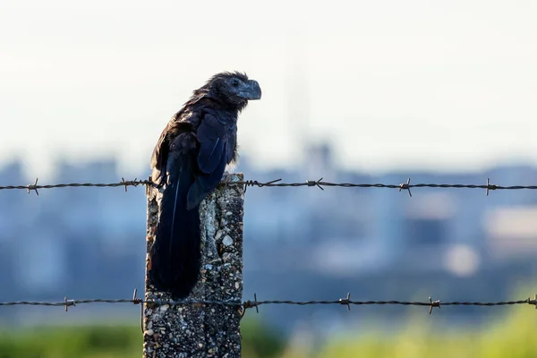 stock image The Smooth-billed Ani also knows as Anu perched on wire fence looking out over the city. Specie Crotophaga ani. Birdwatching. Animal World. Bird lover.