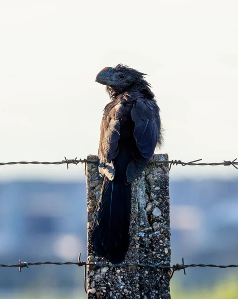 stock image The Smooth-billed Ani also knows as Anu perched on wire fence looking out over the city. Specie Crotophaga ani. Birdwatching. Animal World. Bird lover.