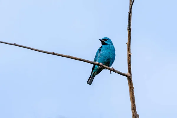Turquoise bird from Brazil. A male of Blue Dacnis also know as Sai-azul perched on the branches of a tree. Species  Dacnis cayana. Animal world. Birdwatching.  Birding.