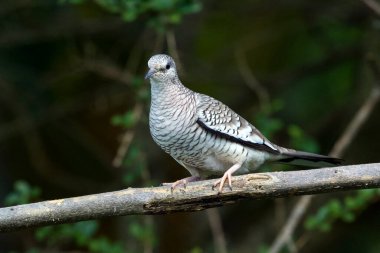 A Scaled Dove also know as Rolinha feeding on the lawn. Species Columbina squammata. bird lover. Birdwatching. Birding. Animal world.