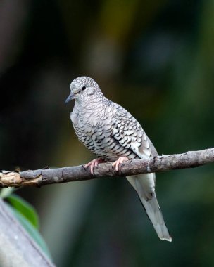 A Scaled Dove also know as Rolinha feeding on the lawn. Species Columbina squammata. bird lover. Birdwatching. Birding. Animal world.