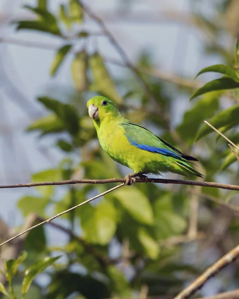 Blue Winged Parrotlet Also Know Tuim Perched Branch Species Forpus — Stock Photo, Image