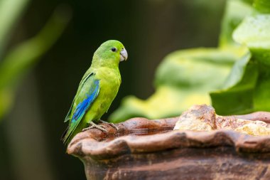 Mavi kanatlı bir Parrotlet, Tuim tünemiş su kaynağı olarak da bilinir. Tür Forpus xanthopterygius. Hayvanlar Dünyası. Kuş sever. Kuş gözlemciliği. Kuşçuluk. Brezilya 'daki en küçük papağan..
