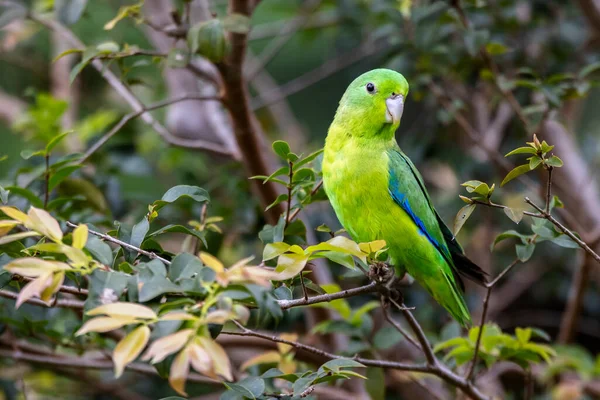 Blue Winged Parrotlet Also Know Tuim Perched Branch Species Forpus — Stock Photo, Image