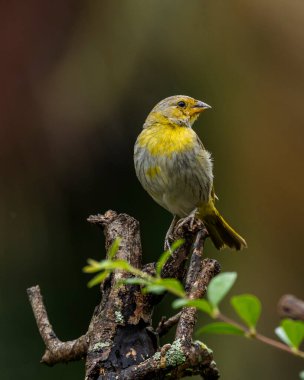 Saffron Finch 'in dişisi Canario ya da Chirigue Azafranado olarak da bilinir. Tür Sicalis flaveola. Kuş gözlemcisi. Kuş sever. Kuşçuluk. Sarı Kuş.
