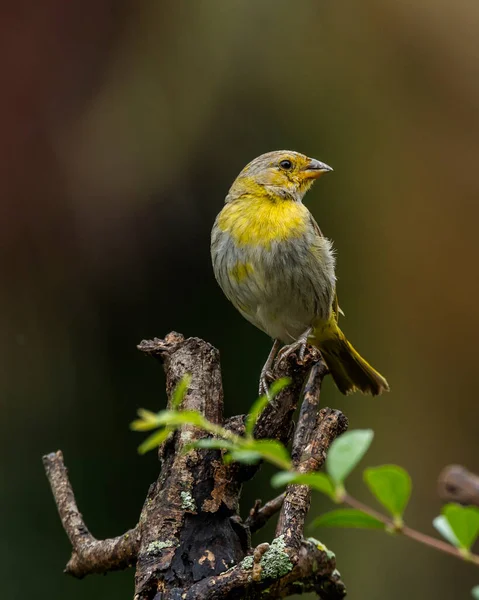 Female Saffron Finch Also Known Canario Chirigue Azafranado Rain Species — Photo