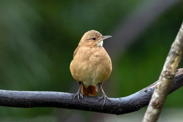 Rufous Hornero Building Perched Branch Species Furnarius Rufus Also Know — Stock Photo, Image