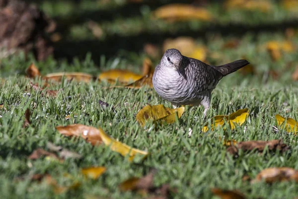 Scaled Dove Also Know Rolinha Feeding Lawn Species Columbina Squammata —  Fotos de Stock