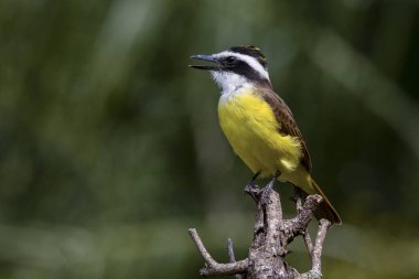 Brezilya 'dan gelen sarı kuş. Büyük Kiskadee, ağacın tepesine tünemiş Bem-te-vi olarak da bilinir. Tür Pitangus sülfür. Hayvanlar Dünyası. Kuş sever. Kuş gözlemciliği. Sinek Avcısı.