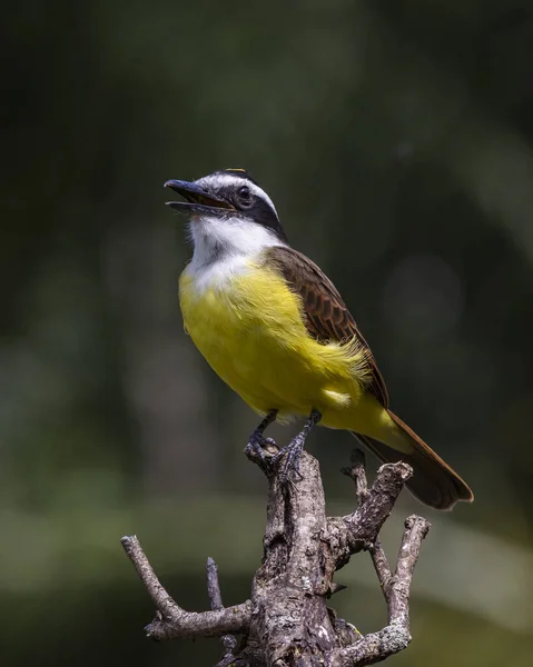 The yellow bird from Brazil. The Great Kiskadee also know as Bem-te-vi perched on a top of tree. Species Pitangus sulphuratus. Animal world. Bird lover. Birdwatching. Flycatcher.