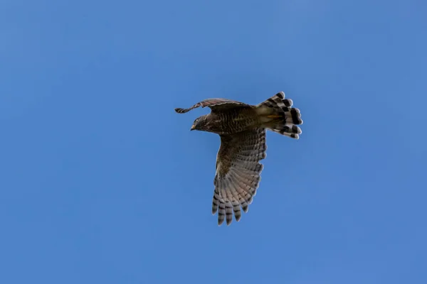 Flygningen Roadside Hawk Också Känd Som Gaviao Carijo Arten Rupornis — Stockfoto