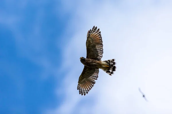Vuelo Roadside Hawk También Conoce Como Gaviao Carijo Especie Rupornis — Foto de Stock