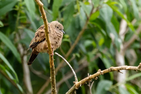 Ruddy Ground Dove Know Rolinha Perched Branch Species Columbina Talpacoti — Stock Photo, Image
