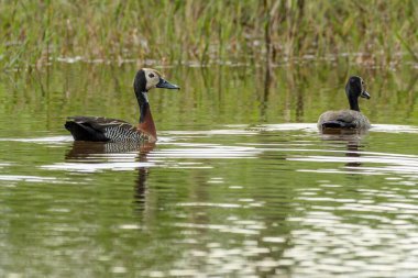 Gölette yüzen birkaç beyaz yüzlü Whistling-Duck. Hayvanlar Dünyası. Vahşi yaşam. Kuş aşığı. Kuşçuluk. Kuş izleme..