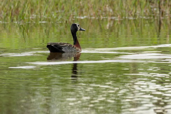 Stock image A White-faced Whistling-Duck swimming in a pond. Animal world. Wildlife. Bird Lover. Birding. Birdwatching.