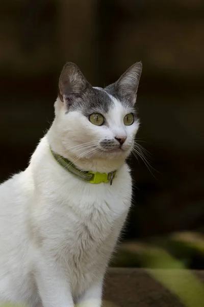 Beautiful Female White Cat Gray Ears Siting Lawn House Garden — Foto de Stock
