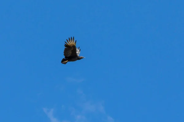 青い空を飛ぶウルブとしても知られているアメリカの黒いハゲタカ 種小名Coragypes Atratus 新しい世界のハゲタカ 動物界 バードウォッチング — ストック写真