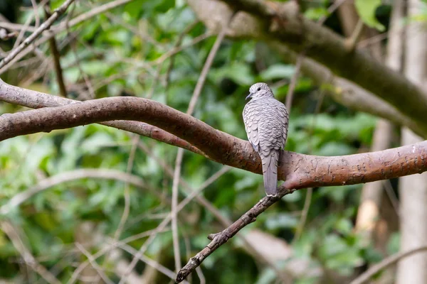Scaled Dove Also Know Rolinha Perched Branch Species Columbina Squammata — Stock Photo, Image