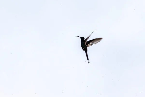 Swallow Tailed Hummingbird Comendo Insetos Pleno Voo Species Eupetomena Macroura — Stock Photo, Image