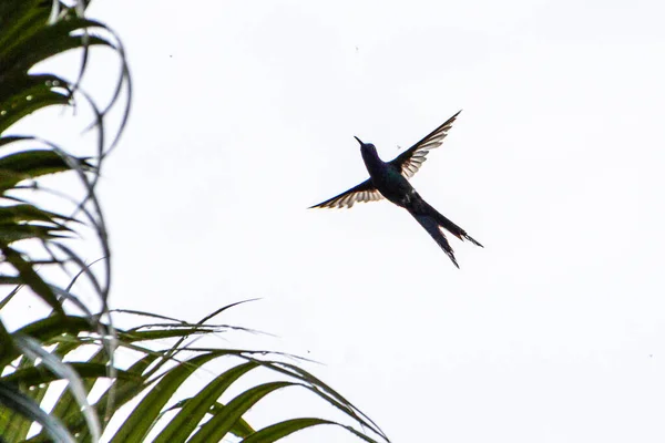Een Zwaluwstaartkolibrie Die Tijdens Vlucht Insecten Eet Soort Eupetomena Macroura — Stockfoto