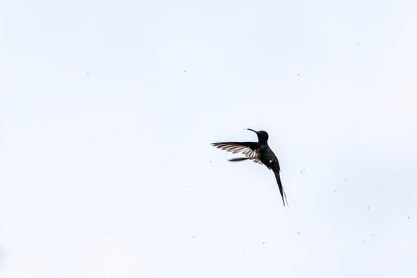 Svälja Tailed Kolibri Äta Insekter Mitten Flygningen Arten Euforisk Makroura — Stockfoto