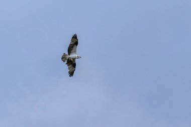 Osprey Kartalı tüm ihtişamıyla uçuyor. Avlanmak. Tür Pandion haliaetus. Kuş sever. Kuş gözlemciliği. Hayvanlar Dünyası. Kuşçuluk.