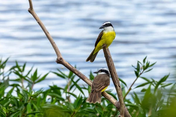 Couple Great Kiskadee Also Know Bem Perched Branch Rain Species — Stock Photo, Image