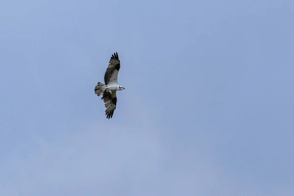 Águia Osprey Voando Toda Sua Majestade Hunt Espécie Pandion Haliaetus — Fotografia de Stock