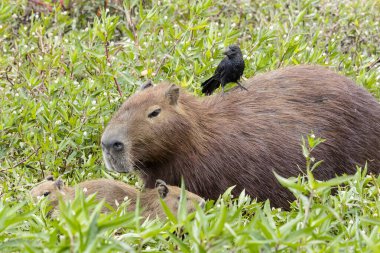 Pürüzsüz gagalı Ani, Anu 'nun ormanın içindeki bir kapibaraya tünediğini de biliyor. Specie Crotophaga ani ve Hydrochoerus hydrochaeris. Kuş gözlemciliği. Hayvanlar Dünyası. Kuş sever. Vahşi yaşam.