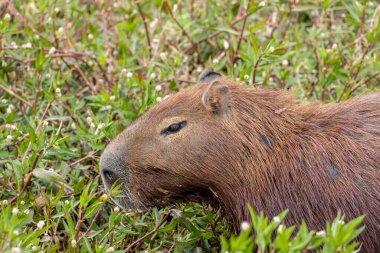 Ormandaki yalnız Capybara. Capybara dünyadaki en büyük kemirgendir. Tür Hydrochoerus hydrochaeris. Vahşi yaşam. Cerrado. Hayvan sever..