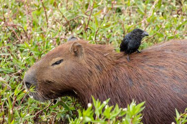 Pürüzsüz gagalı Ani, Anu 'nun ormanın içindeki bir kapibaraya tünediğini de biliyor. Specie Crotophaga ani ve Hydrochoerus hydrochaeris. Kuş gözlemciliği. Hayvanlar Dünyası. Kuş sever. Vahşi yaşam.