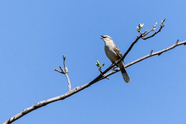 Tebeşir kaşlı alaycı kuş ya da ağaca tünemiş 