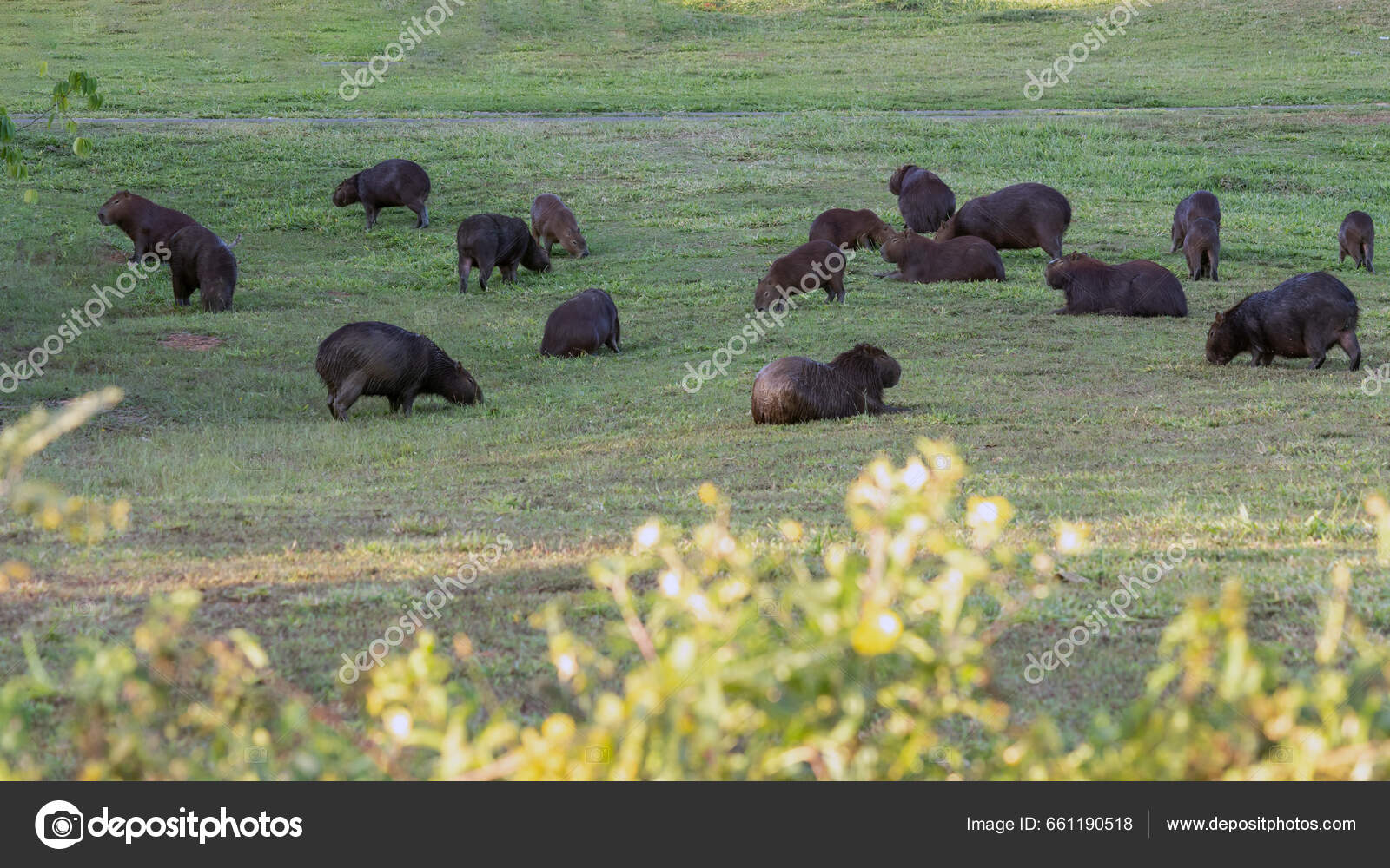 Field Many Capybaras Grazing Capybara Largest Rodent World Species ...