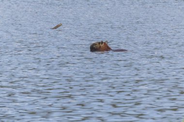 Gölde yüzen yalnız Capybara. Capybara dünyadaki en büyük kemirgendir. Tür Hydrochoerus hydrochaeris. Vahşi yaşam. Cerrado.