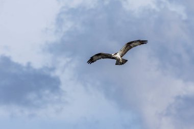Osprey kartalı avlanmak için uçuyor. Tür Pandion haliaetus. Kuş sever. Kuş gözlemciliği. Hayvanlar Dünyası. Kuşçuluk.