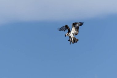 Osprey kartalı avlanmak için uçuyor. Tür Pandion haliaetus. Kuş sever. Kuş gözlemciliği. Hayvanlar Dünyası. Kuşçuluk.