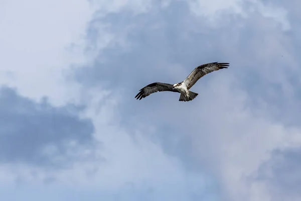 Águia Osprey Voando Para Caçar Espécie Pandion Haliaetus Amante Pássaros — Fotografia de Stock