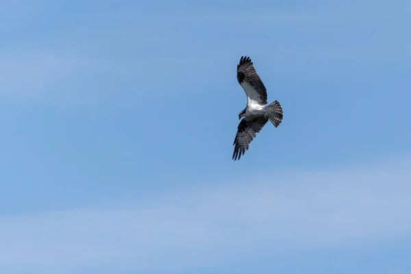 Águila Pescadora Volando Para Cazar Especie Pandion Haliaetus Amante Los — Foto de Stock