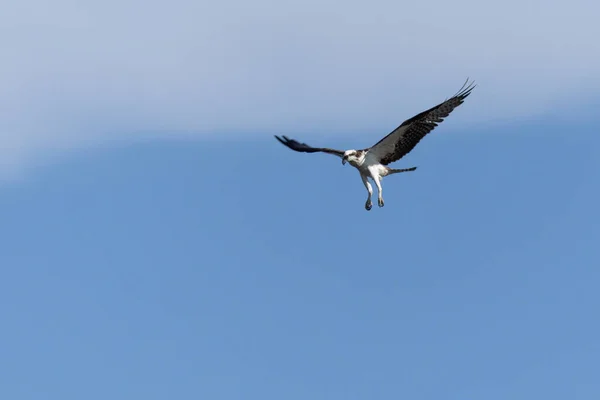 Der Fischadler Fliegt Zur Jagd Die Art Pandion Haliaetus Vogelliebhaber — Stockfoto