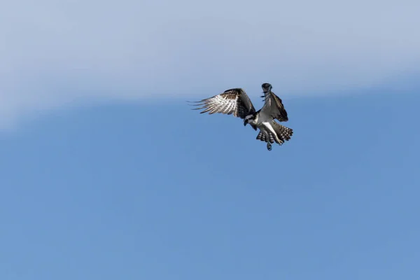 オスプレイワシは狩りに飛ぶ 種Pandion Haliaetus 鳥好き バードウォッチング 動物界 — ストック写真