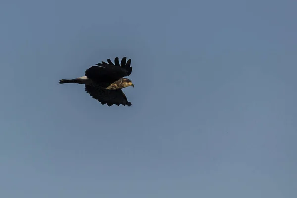Papagaio Voando Para Caçar Espécie Rostrhamus Sociabilis Amante Pássaros Observação — Fotografia de Stock