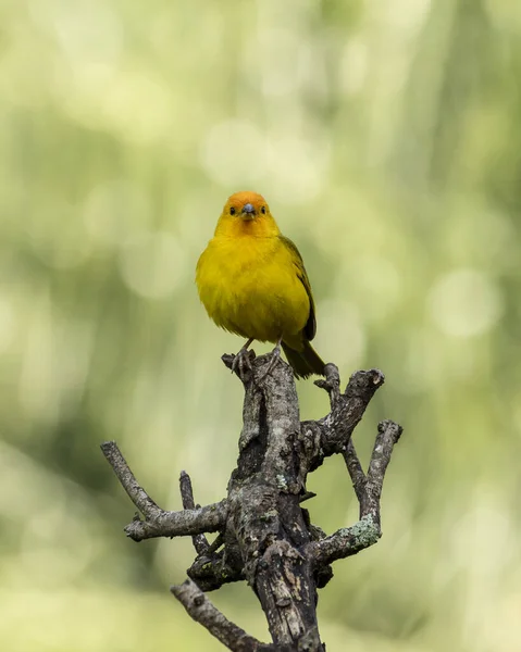 Male Saffron Finch Also Known Canario Chirigue Azafranado Rain Species — 图库照片