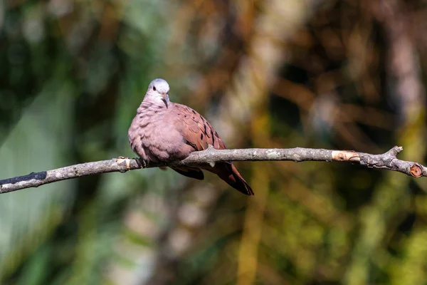 Ruddy Ground Dove Perched Branch Rain Small Tropical Dove Brazil — ストック写真