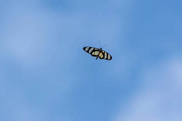 在蓝色的天空中 泰米斯托蝴蝶的光芒也被称为Manaca或Vitral Oscura 物种Methona Themisto 动物世界自然 — 图库照片