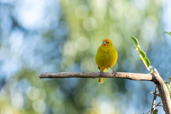Male Saffron Finch Also Known Canario Chirigue Azafranado Rain Species — 图库照片